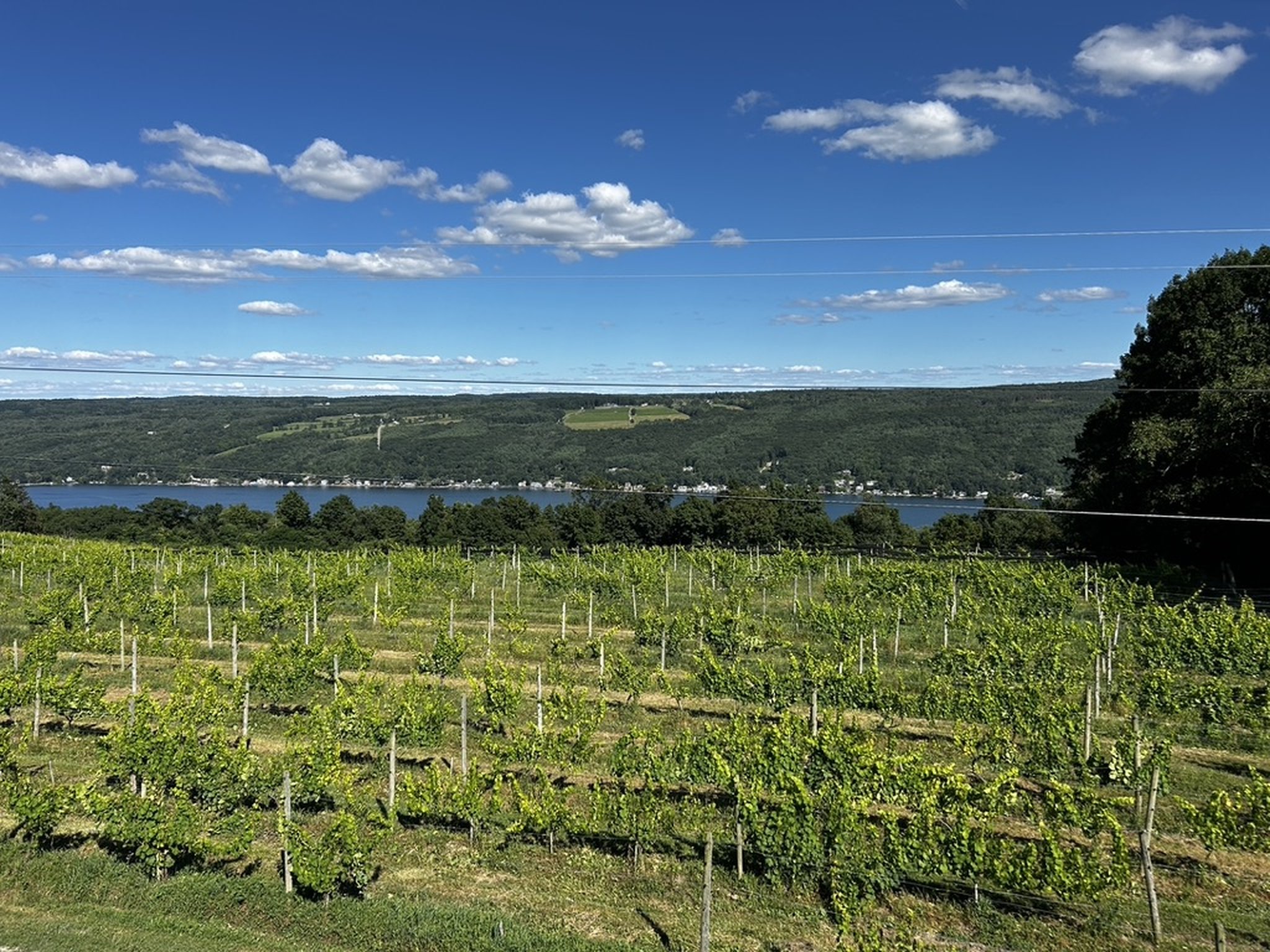 Keuka Lake Vineyards