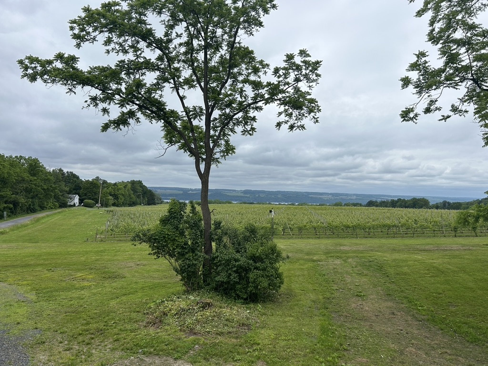 Airy Acres Vineyard
